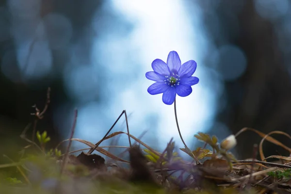 봄에는스 캐드니 숲에서아 네모헤 Anemone Hepatica 빌리스 Hepatica Nobilis 조명하였다 — 스톡 사진