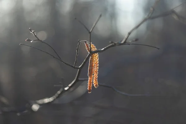 Close Back Lit Hanging Birch Tree Ament — Stock Photo, Image