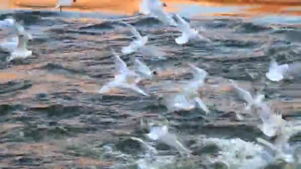 Gaviotas Cabeza Negra Buscando Comida Mar Agitado Antes Del Atardecer — Vídeo de stock