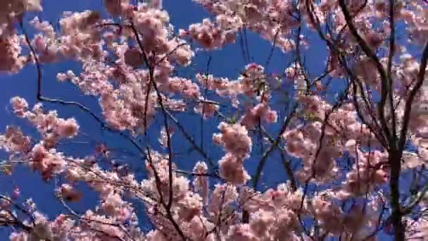 Kis Szög Kilátás Cseresznyevirágok Kék — Stock videók