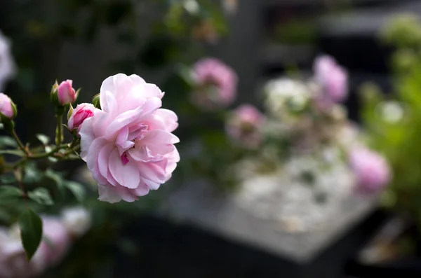 Pink rose on grave — Stock Photo, Image
