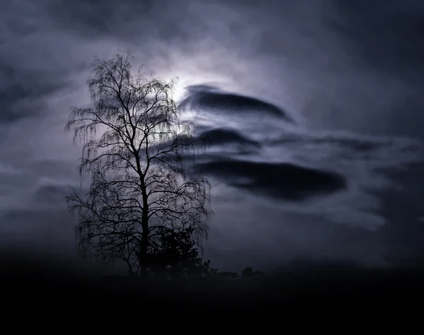 霧の風景の中の裸の木 — ストック写真