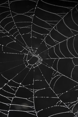 Sabah çiğ taneli örümcek ağı