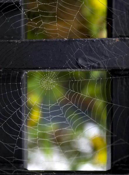 아침 이슬이 묻은 거미줄 — 스톡 사진