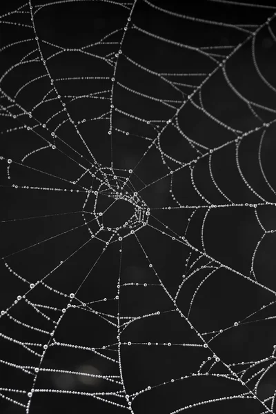 Cobweb with morning dew — Stock Photo, Image
