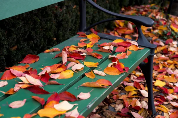 Hojas de otoño en el banco del parque —  Fotos de Stock