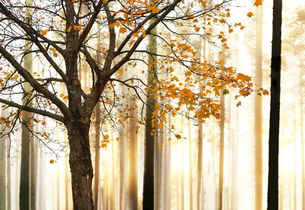 Javorový strom při západu slunce — Stock fotografie