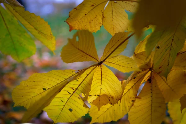 Żółte liście z drzewa kasztanowca — Zdjęcie stockowe