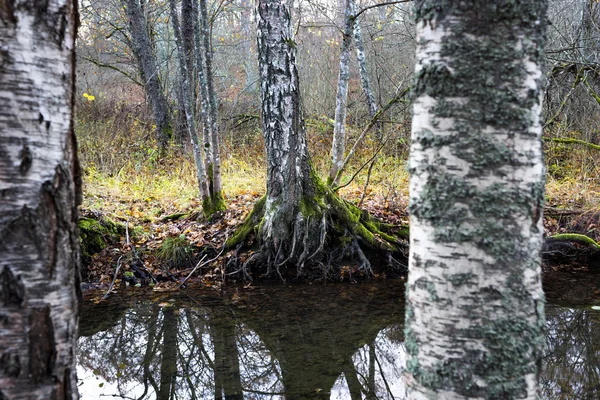 Birch trees by small stream — Stock Photo, Image