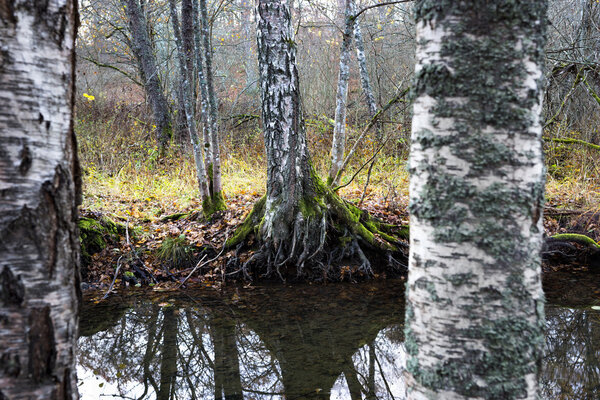 Birch trees by small stream