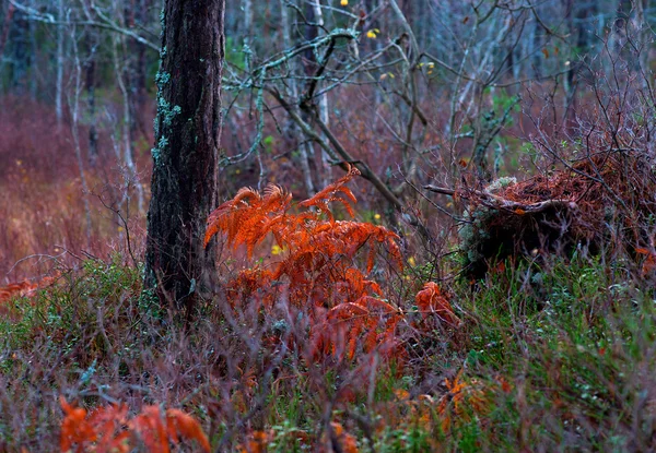 Folhas de samambaia em cores vivas — Fotografia de Stock
