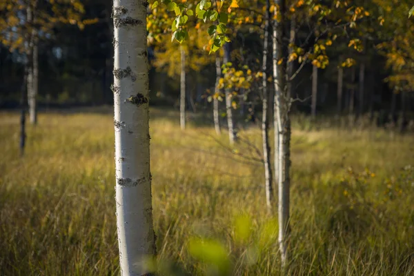 Trunk of birch tree — Stock Photo, Image