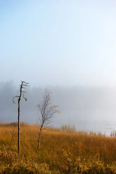 Petit bouleau sur le brouillard matin d'automne — Photo