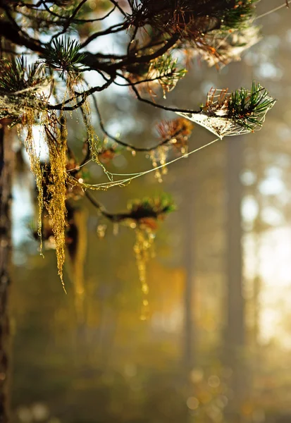 Straw beard lichen — Stock Photo, Image