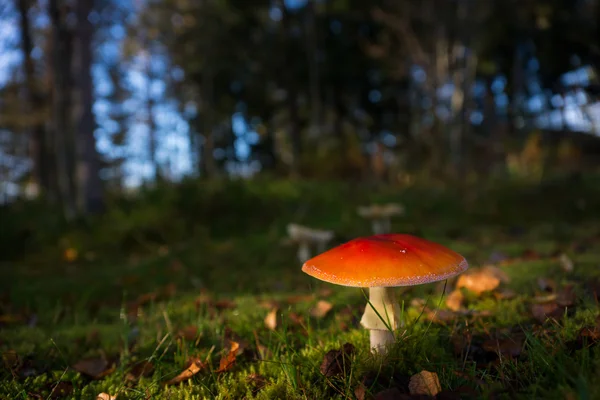 Fly agaric mushroom — Stock Photo, Image