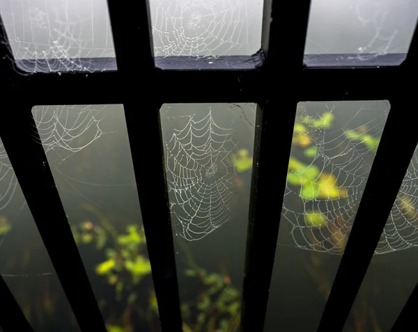 橋の上のクモの巣 — ストック写真