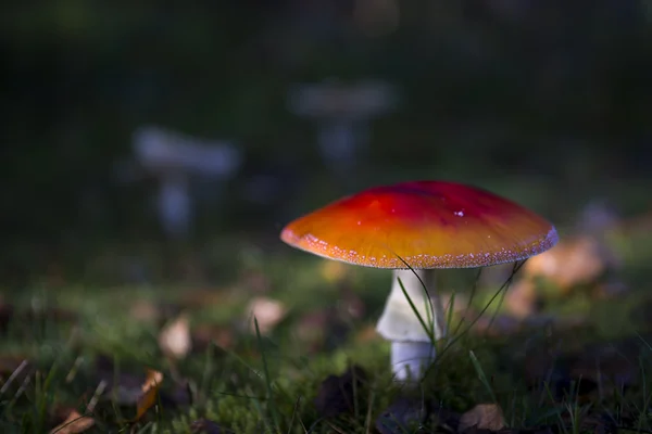 Fly agaric mushroom — Stock Photo, Image