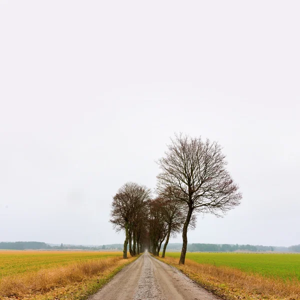 Avenue holé stromy na podzim — Stock fotografie