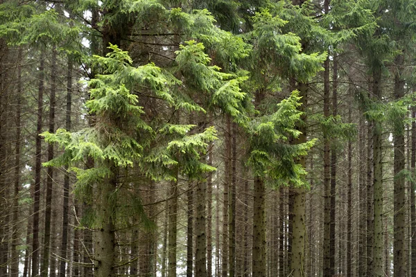 Forêt avec des conifères — Photo