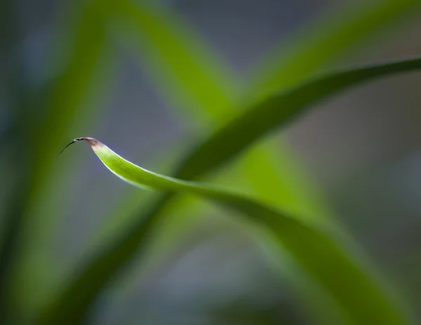 靠近草丛 — 图库照片