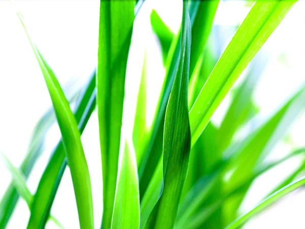 Green grass — Stock Photo, Image