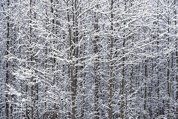 Winter background — Stock Photo, Image