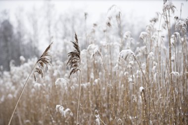Sazlık ile kış manzarası