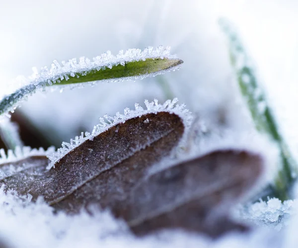 Leaf and green grass with ice — Stock Photo, Image