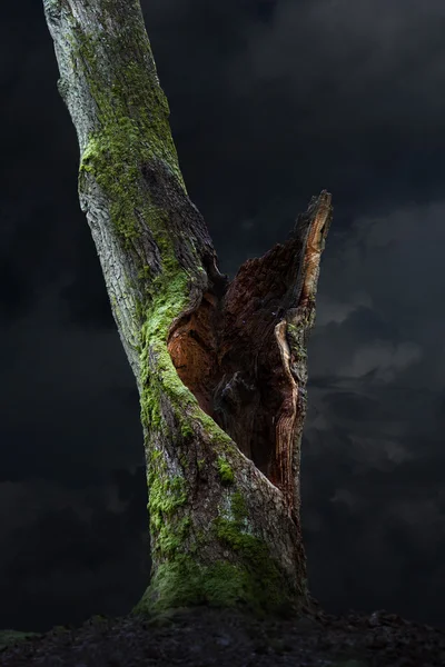 Gammal ek på lynnig sky — Stockfoto