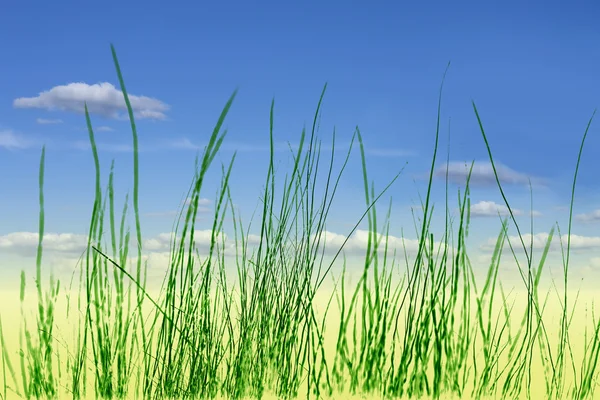 Zelené trávy na modré obloze — Stock fotografie