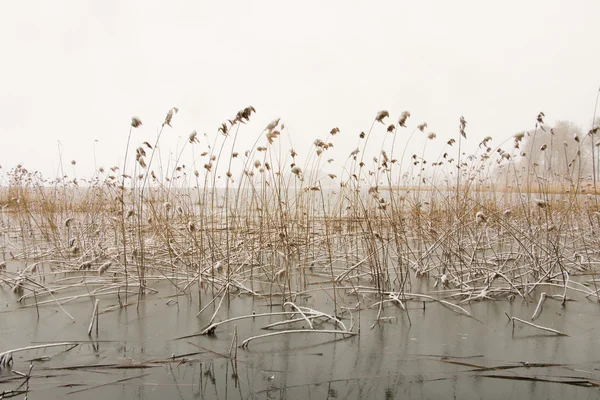 Paisagem de inverno com juncos — Fotografia de Stock