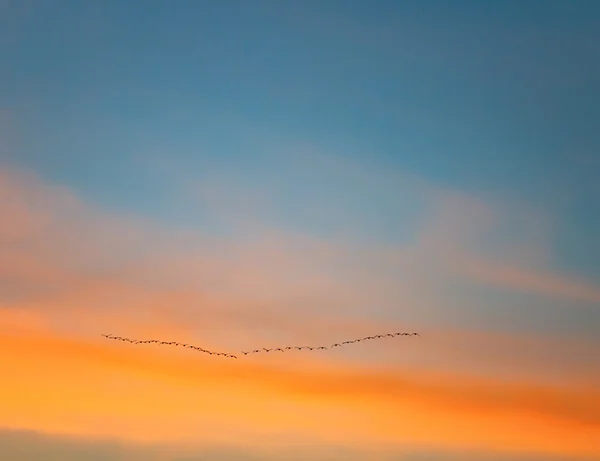 Pássaros no céu laranja — Fotografia de Stock