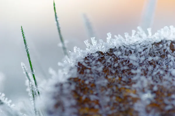 Hnědé listy s ledové krystaly — Stock fotografie