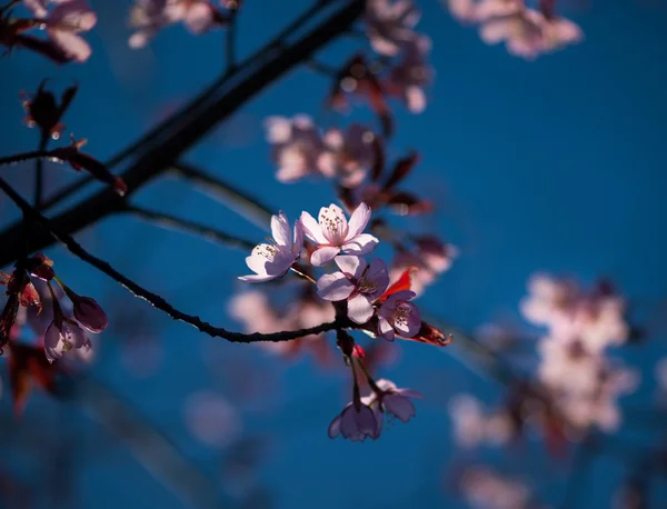 Flori de cireșe — Fotografie, imagine de stoc