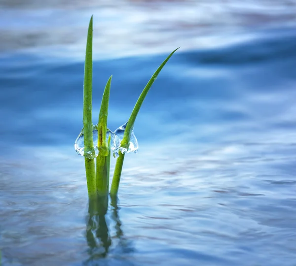 Water plant with ice — Stock Photo, Image