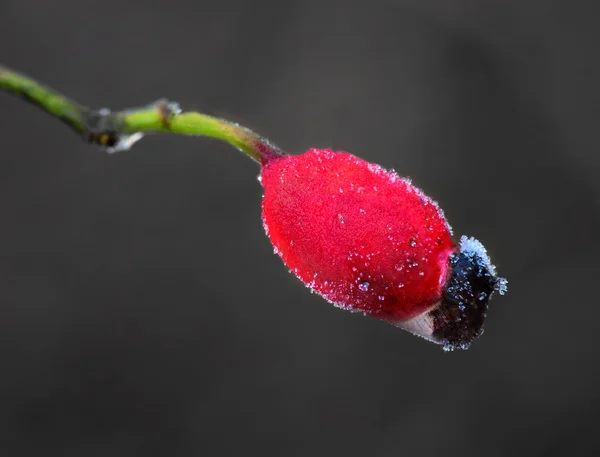 Rosa mosqueta con rime frost —  Fotos de Stock