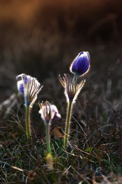 Flori pascale — Fotografie, imagine de stoc