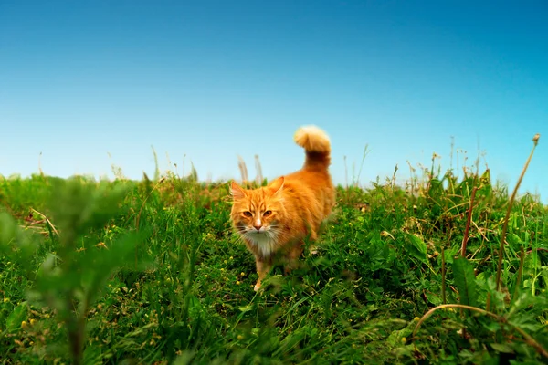 Caça de gengibre gato — Fotografia de Stock