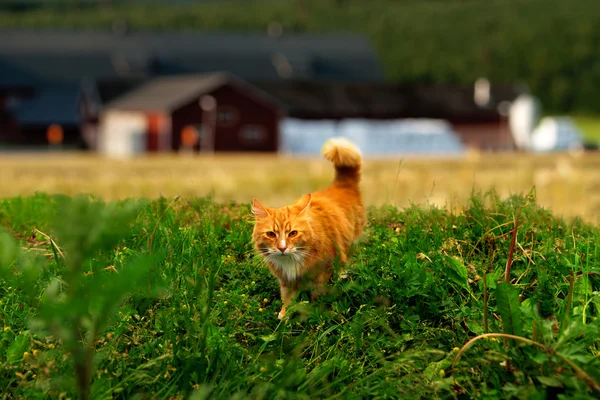 Hunting ginger cat