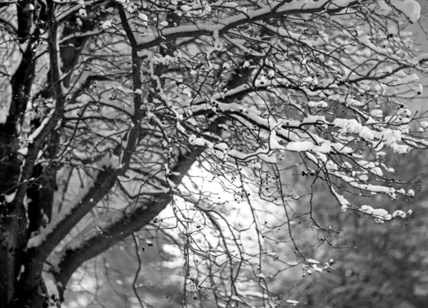 Tree with snow — Stock Photo, Image