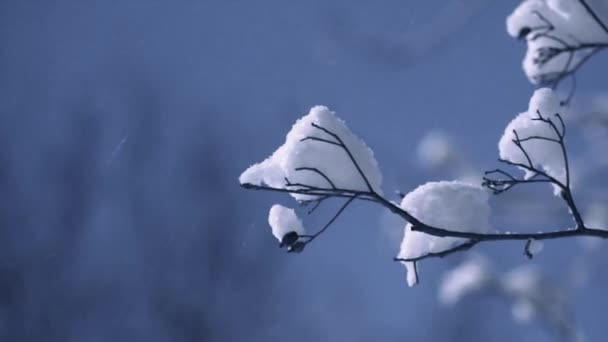 Rama con nieve — Vídeo de stock