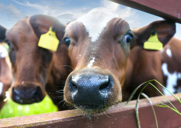 Nase der neugierigen Kuh — Stockfoto