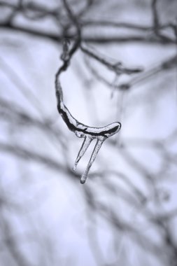 Buz sarkıtları ile ağacının dalını