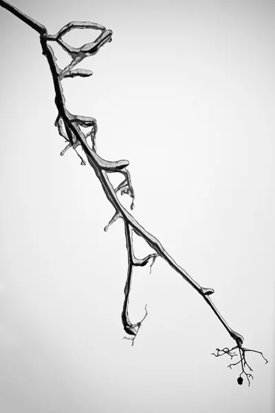 Branche d'arbre couverte de glace — Photo