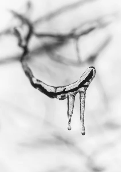 Branch of tree covered in ice — Stock Photo, Image