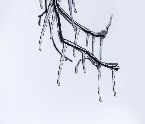 Buz sarkıtları ile ağacının dalını — Stok fotoğraf