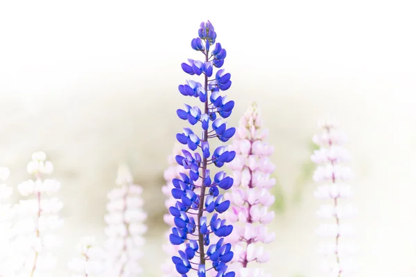 Blue and purple wild lupine flowers — Stock Photo, Image