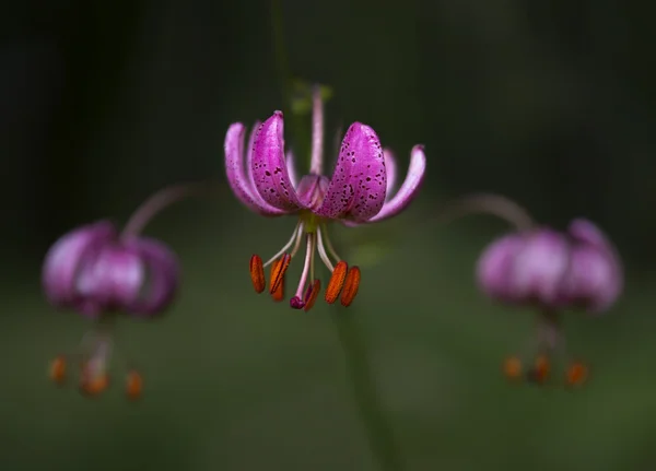 Flores cor de rosa lírio — Fotografia de Stock