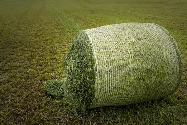 Hay bale on field — Stock Photo, Image