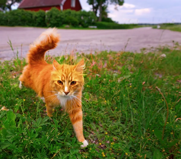 Gember kat in gras — Stockfoto